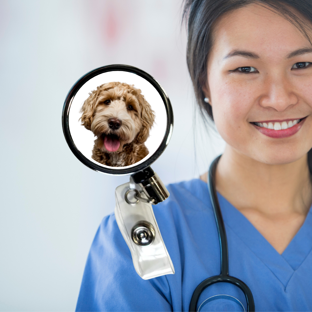 Badge reel (nurses, teachers etc)